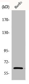 CHEK2 Antibody