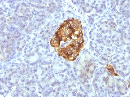 Chromogranin A / CHGA (Neuroendocrine Marker) Antibody