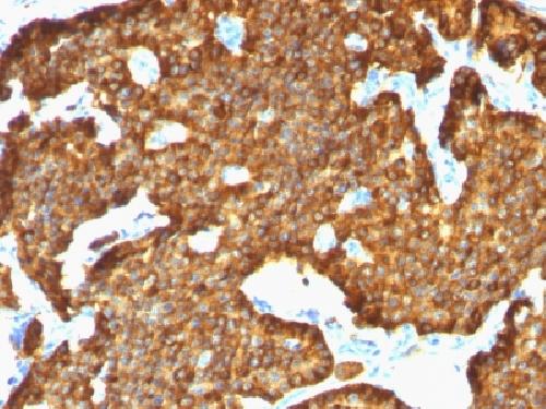 CHGA Antibody