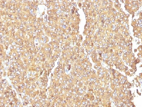 CHGA Antibody