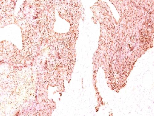 CHGA Antibody