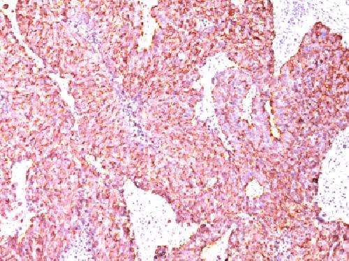 CHGA Antibody
