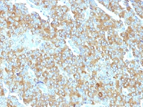 CHGA Antibody