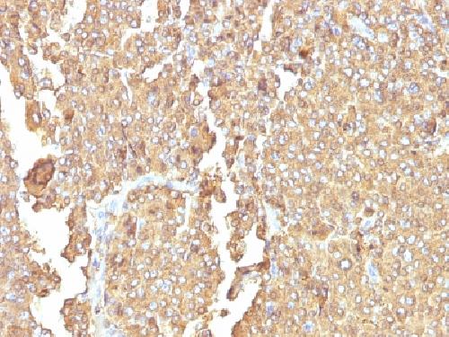 CHGA Antibody