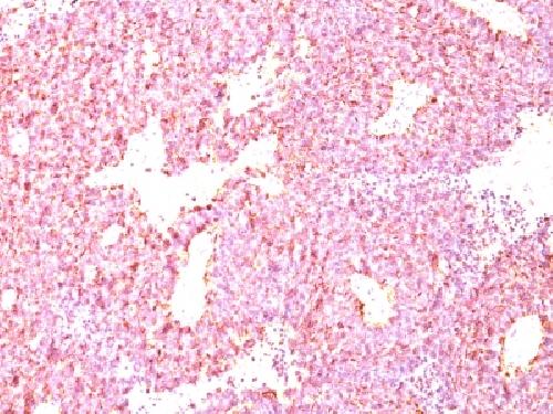 CHGA Antibody