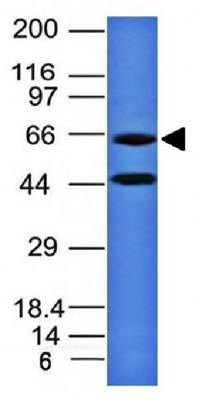 CHGA Antibody