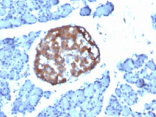 Chromogranin A / CHGA (Neuroendocrine Marker) Antibody
