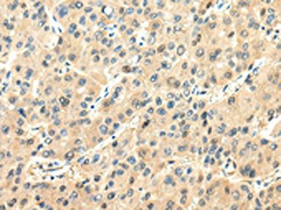CHGA Antibody