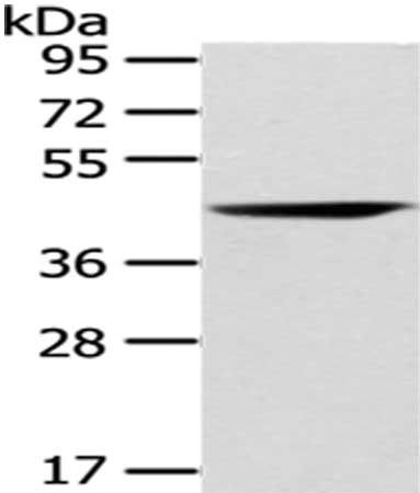 CHGA antibody