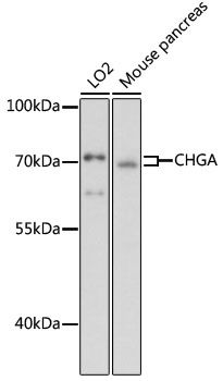 CHGA antibody