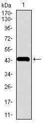 CHGA Antibody