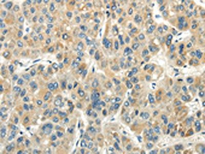 CHGB Antibody