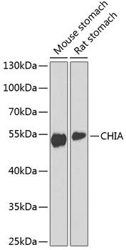 CHIA antibody