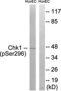 Chk1 (Phospho-Ser296) Antibody
