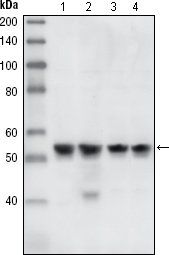 CHK1 Antibody