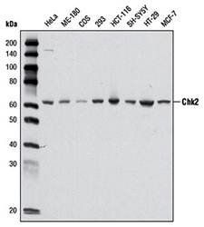 CHK2 Antibody
