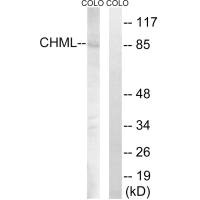 CHML antibody