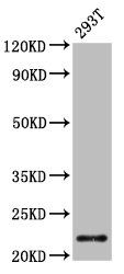 CHMP1A Antibody