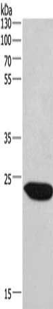 CHMP1A Antibody