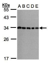 CHMP5 antibody