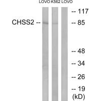 CHPF antibody