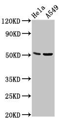 CHRDL1 antibody