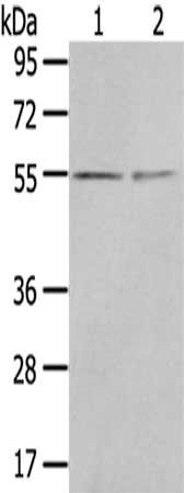 CHRDL1 antibody