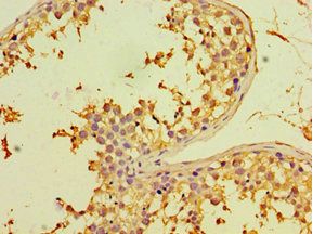 CHRFAM7A antibody