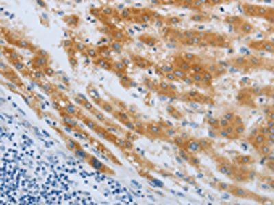 CHRNA7 Antibody