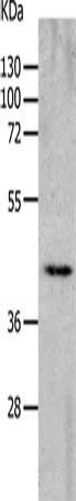CHRFAM7A antibody