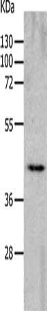 CHRNA7 Antibody