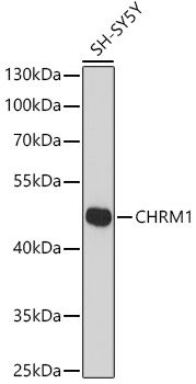 CHRM1 antibody
