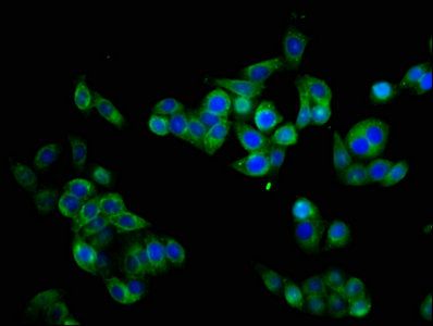 CHRM3 antibody