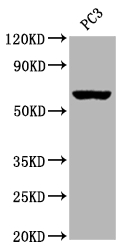CHRM3 antibody