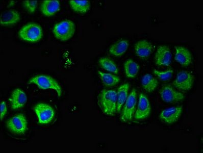 CHRM5 antibody