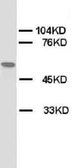 Nicotinic Acetylcholine Receptor alpha 1/CHRNA1 Antibody