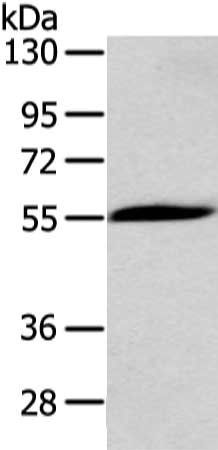 CHRNA1 antibody