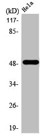 CHRNA10 antibody