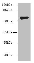 CHRNA2 antibody