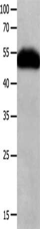 CHRNA3 Antibody
