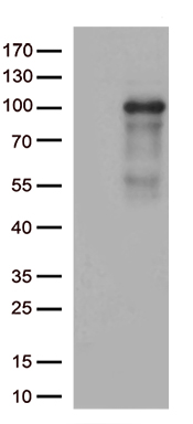 CHRNA5 Antibody