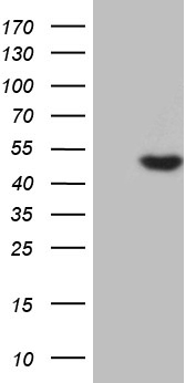 CHRNA5 Antibody