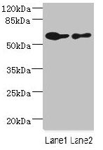 CHRNA6 antibody