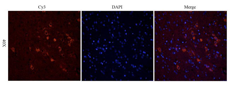 CHRNA7 antibody