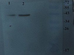 CHRNA7 antibody