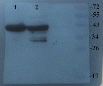 CHRNA7 antibody