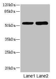 CHRNE antibody