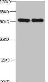 CHGA Antibody