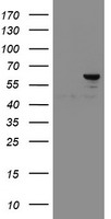 CHGA Antibody