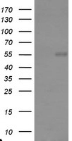 CHGA Antibody